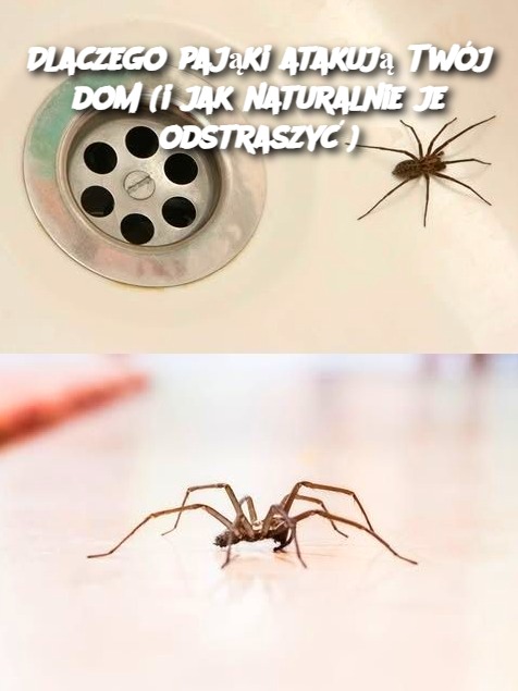 Dlaczego pająki atakują Twój dom (i jak naturalnie je odstraszyć)
