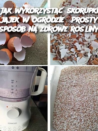 Jak wykorzystać skorupki jajek w ogrodzie? Prosty sposób na zdrowe rośliny