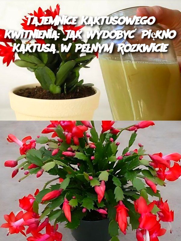 Tajemnice Kaktusowego Kwitnienia: Jak Wydobyć Piękno Kaktusa w Pełnym Rozkwicie