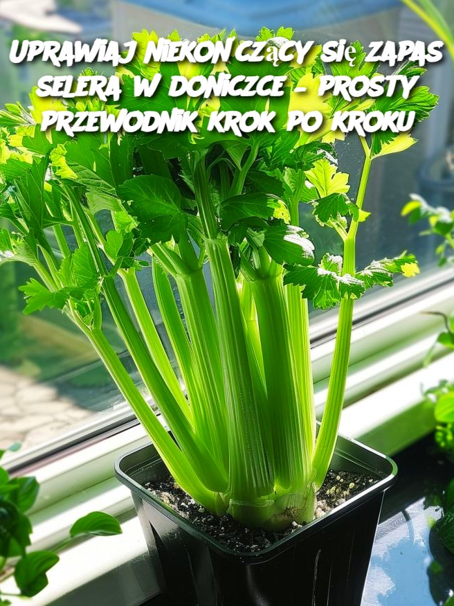 Uprawiaj niekończący się zapas selera w doniczce – prosty przewodnik krok po kroku