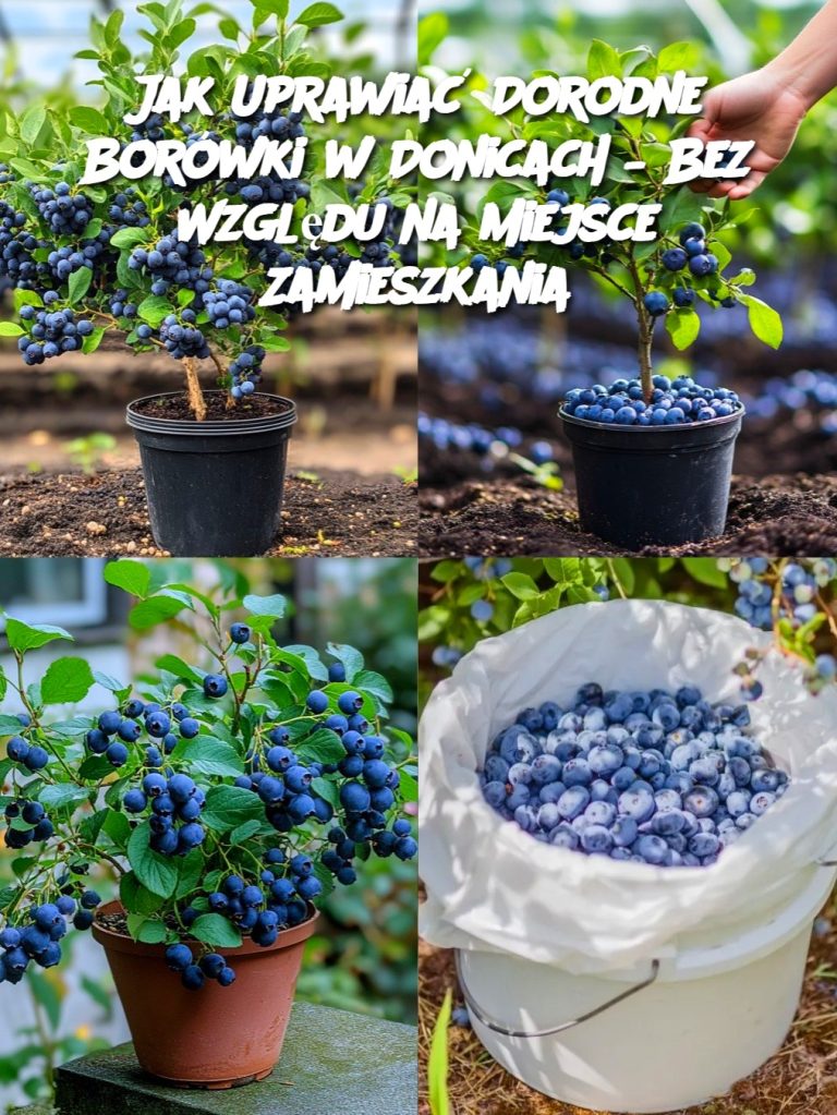 Jak Uprawiać Dorodne Borówki w Donicach – Bez Względu na Miejsce Zamieszkania