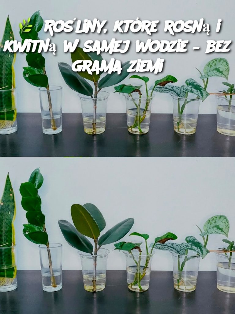 Rośliny, które rosną i kwitną w samej wodzie – bez grama ziemi