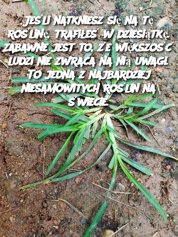 Jeśli natkniesz się na tę roślinę, trafiłeś w dziesiątkę. Zabawne jest to, że większość ludzi nie zwraca na nią uwagi. To jedna z najbardziej niesamowitych roślin na świecie.