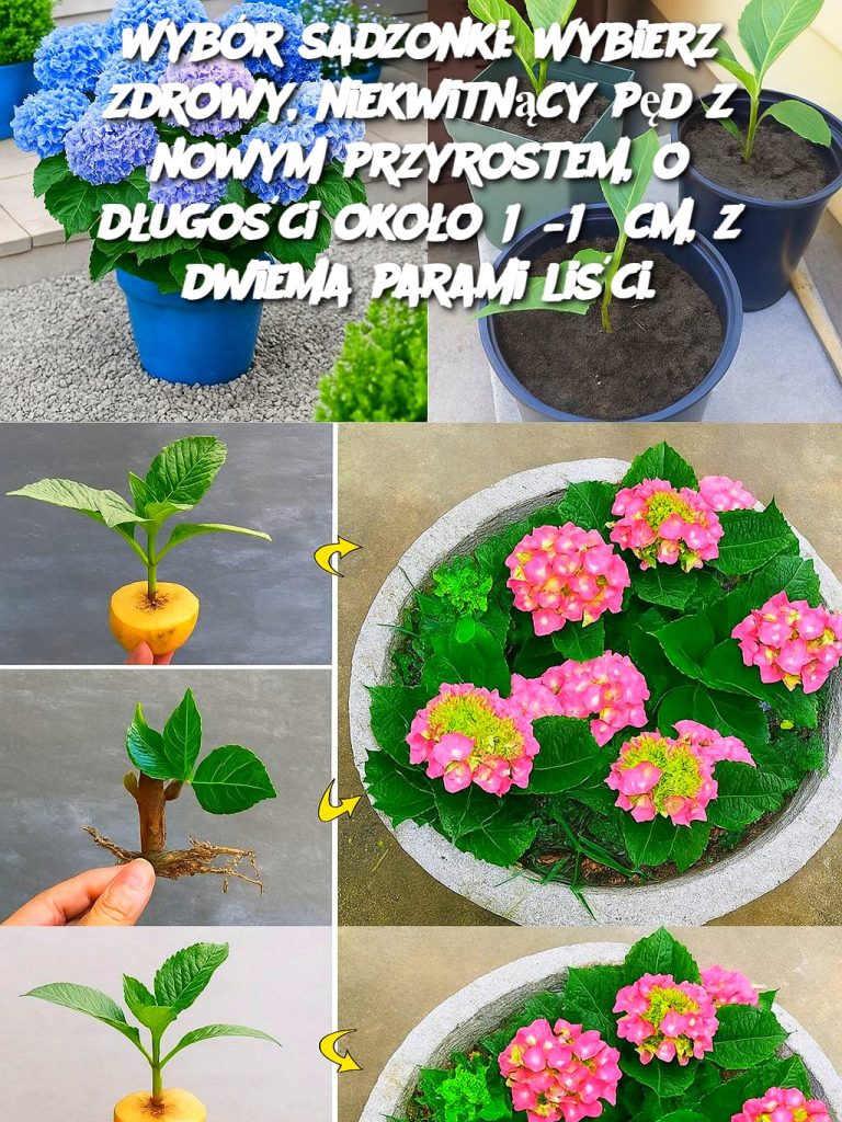 Wybór sadzonki: Wybierz zdrowy, niekwitnący pęd z nowym przyrostem, o długości około 13–15 cm, z dwiema parami liści.