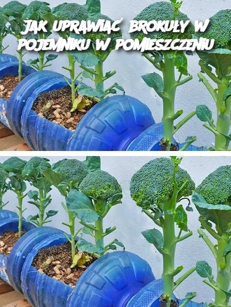 Jak uprawiać brokuły w pojemniku w pomieszczeniu