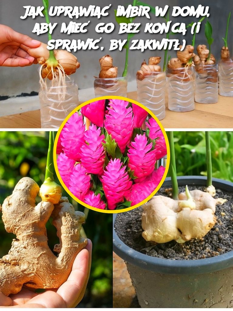 Jak uprawiać imbir w domu, aby mieć go bez końca (i sprawić, by zakwitł)