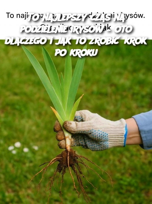 To najlepszy czas na podzielenie irysów – oto dlaczego i jak to zrobić krok po kroku