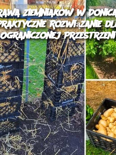 Uprawa Ziemniaków w Donicach: Praktyczne Rozwiązanie dla Ograniczonej Przestrzeni