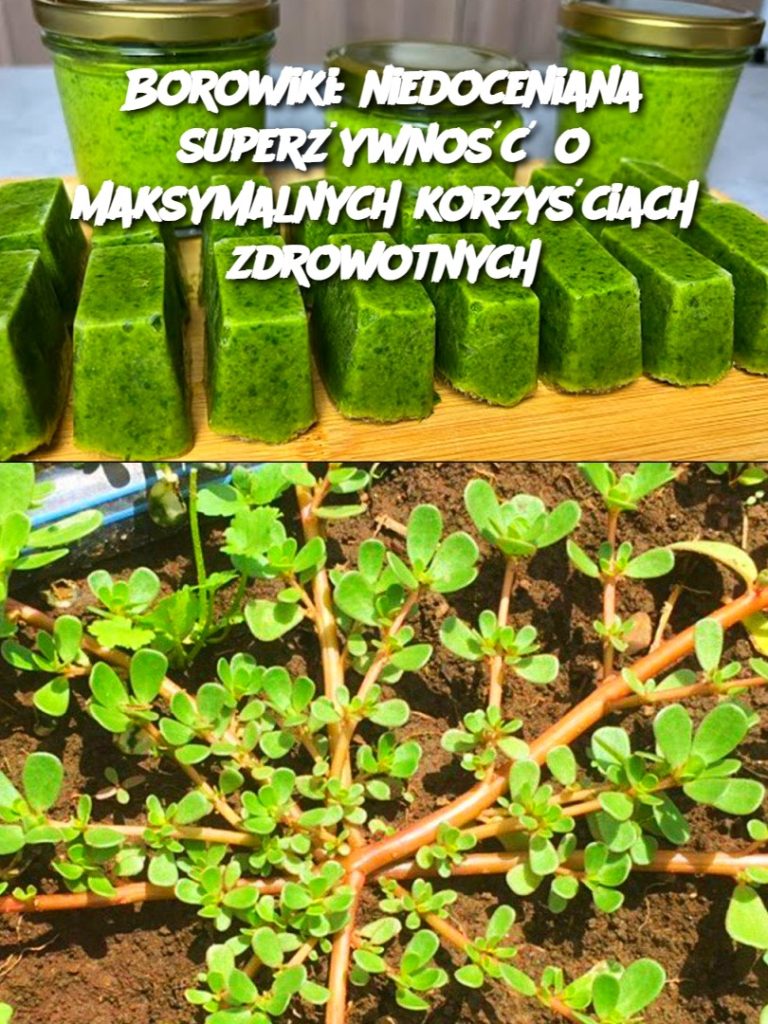 Borowiki: niedoceniana superżywność o maksymalnych korzyściach zdrowotnych
