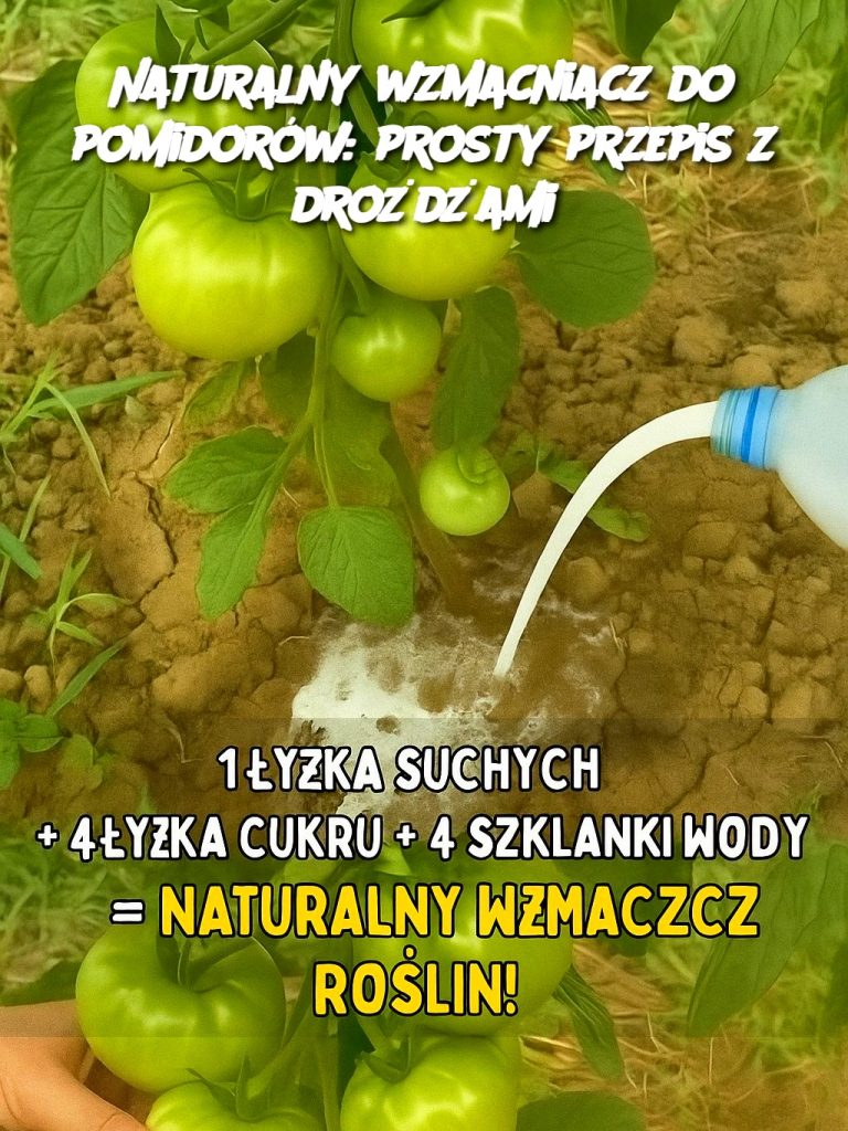 Naturalny wzmacniacz do pomidorów: prosty przepis z drożdżami