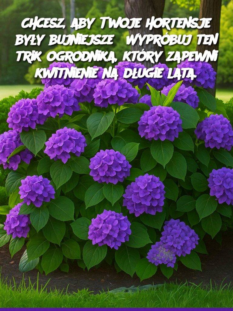 Chcesz, aby Twoje hortensje były bujniejsze? Wypróbuj ten trik ogrodnika, który zapewni kwitnienie na długie lata.