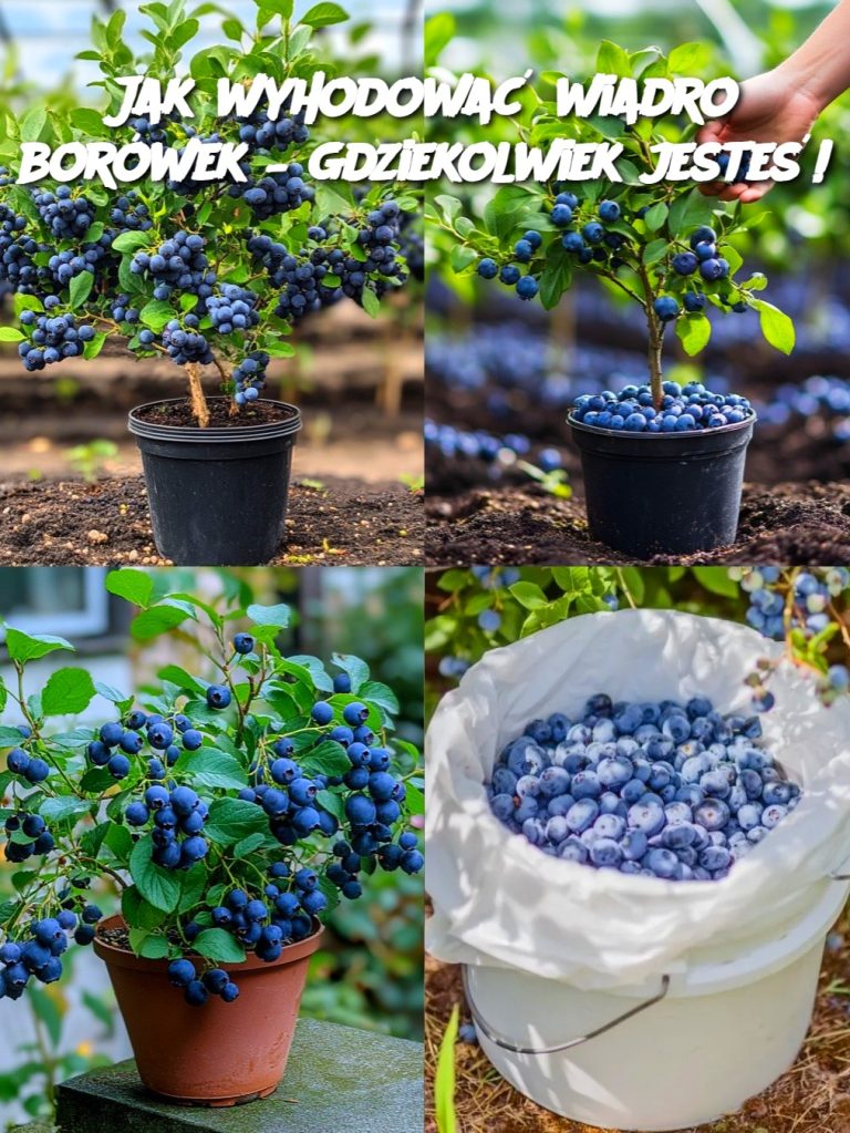 Jak wyhodować wiadro borówek – gdziekolwiek jesteś!