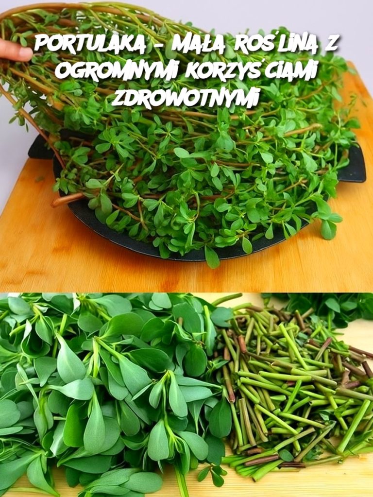Portulaka – mała roślina z ogromnymi korzyściami zdrowotnymi