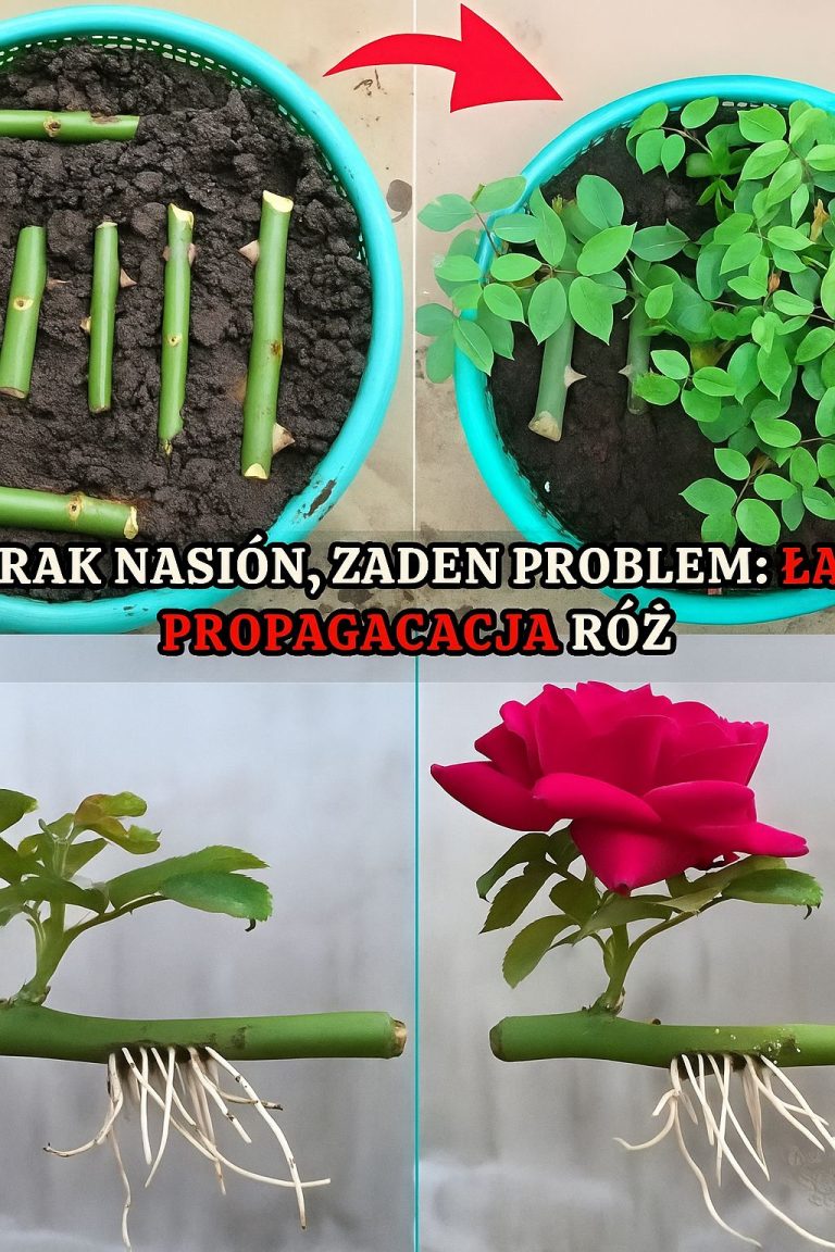 Rozmnażanie Róż z Sadzonki – Prosto i Skutecznie