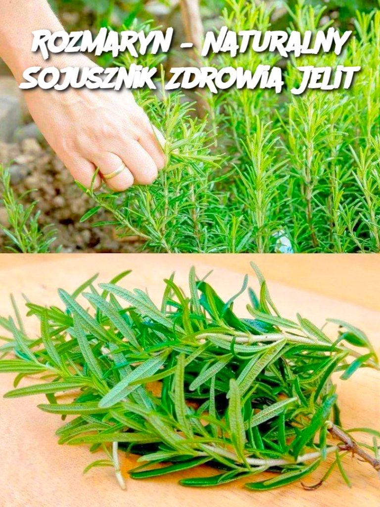 Rozmaryn – Naturalny Sojusznik Zdrowia Jelit